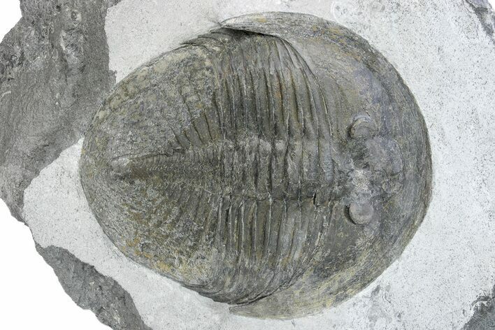 Rare, Undescribed Asaphid Trilobite - Draa Valley, Morocco #221344